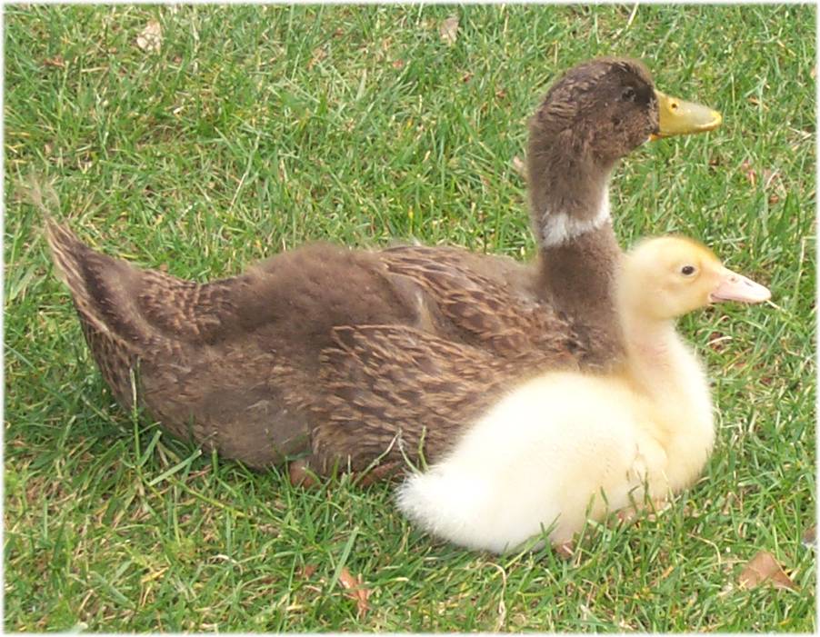 Duck and duckling.jpg